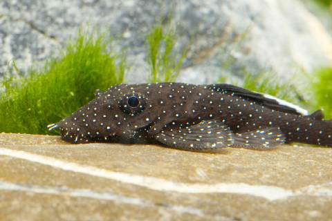 Image of a Bushymouth Catfish (Ancistrus Dolichopterus) fish, a tank mate for Guppy (Poecilia reticulata)