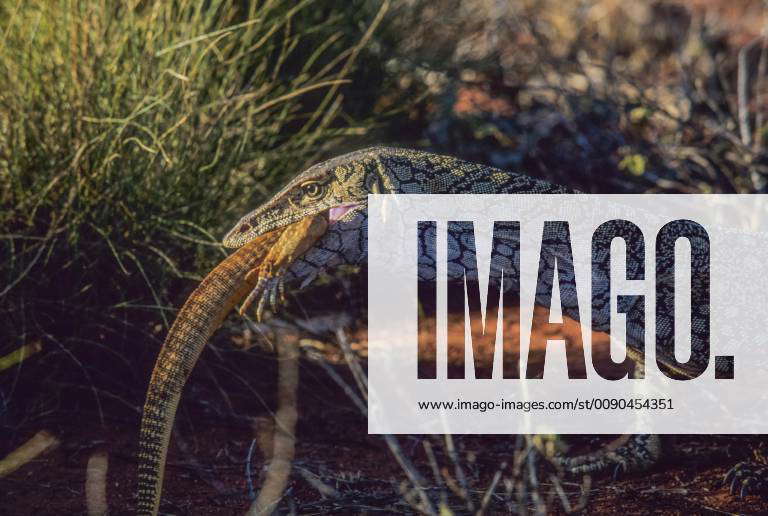 Australia, UluruKata Tjuta National Park, Perentie (Varanus giganteus