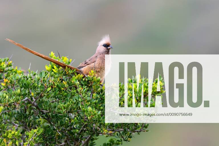 Braunfluegel-Mausvogel, Braunfluegelmausvogel (Colius striatus), sitzt ...