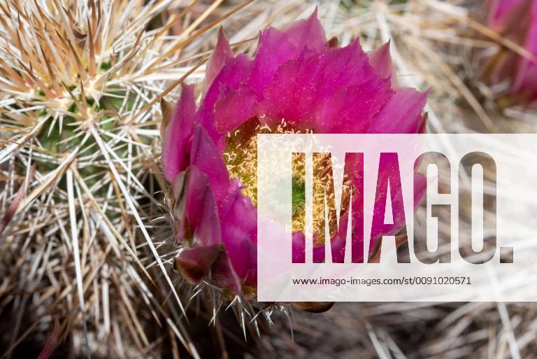 April 1, 2019 - Anza-Borrego Desert State Park, California, USA ...