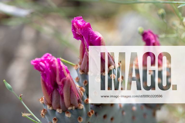 April 1, 2019 - Anza-Borrego Desert State Park, California, USA ...