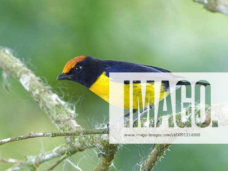 Male Tawny-capped Euphonia, Euphonia anneae