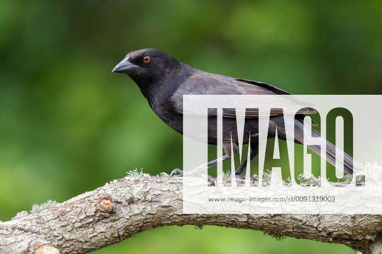 Bronzed Cowbird, Molothrus aeneus Y