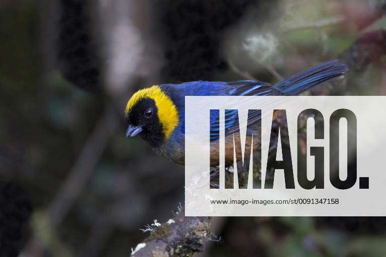 Goldencollared Tanager, Iridosornis jelskii Y