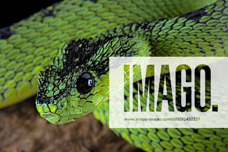 Black Green Bush Viper Atheris nitschei , captive, Uganda, Africa