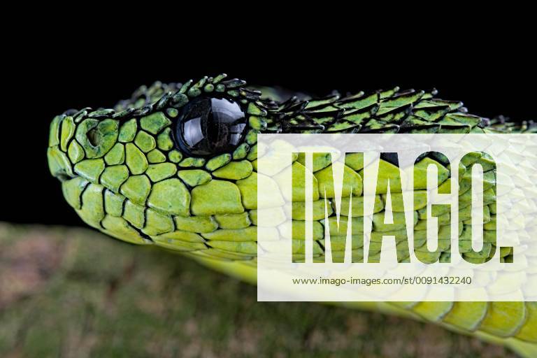 Black Green Bush Viper Atheris nitschei , captive, Uganda, Africa