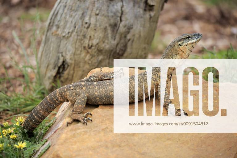 Rosenberg Waran Varanus rosenbergi , adult, Parndana, Kangaroo Island ...