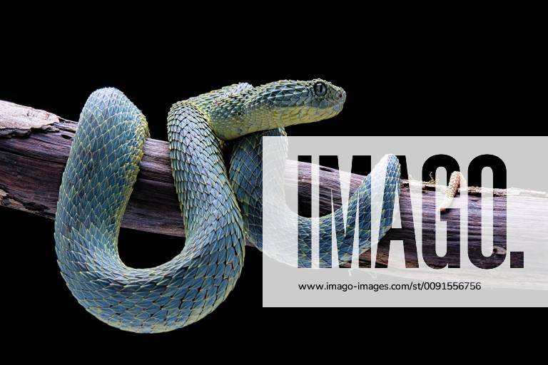 Green bush viper Atheris squamigera , on a branch, captive, Congo, Africa  Copyright: imageBROKER