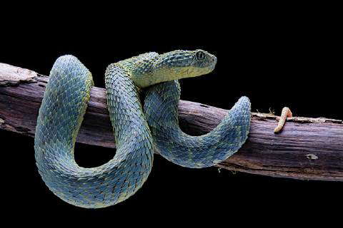 Green bush viper Atheris squamigera , on a branch, captive, Congo