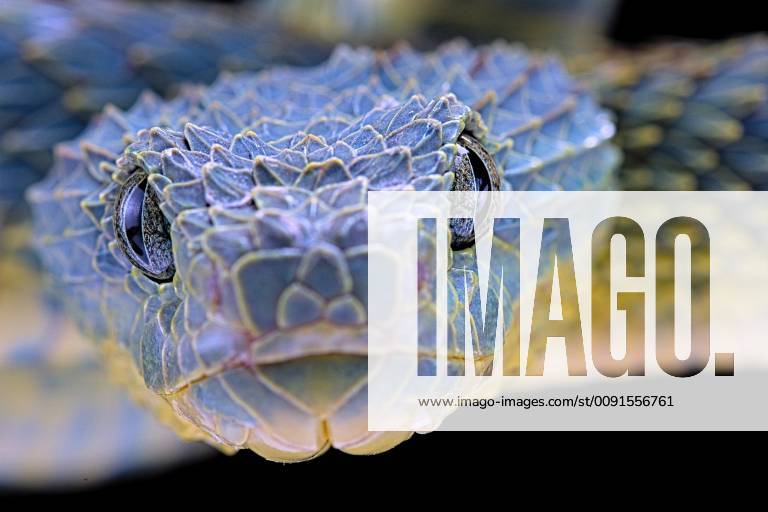 Bush viper (Atheris squamigera), animal portrait, captive, Congo -  SuperStock