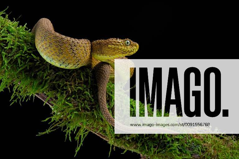 Green bush viper Atheris squamigera , on a branch, captive, Congo