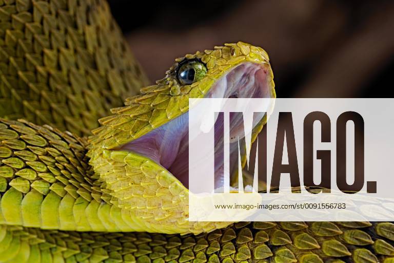 Bush viper (Atheris squamigera), animal portrait, captive, Congo