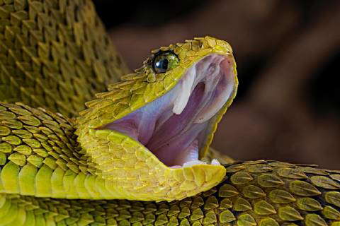 Bush viper (Atheris squamigera), animal portrait, open mouth, captive,  Congo, Stock Photo, Picture And Rights Managed Image. Pic. IBR-4890651