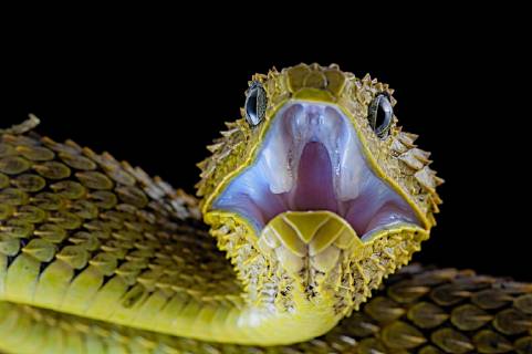 Green bush viper Atheris squamigera , on a branch, captive, Congo, Africa  Copyright: imageBROKER