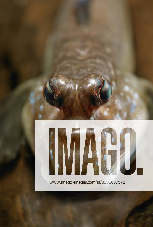 PERIOPHTHALMUS BARBARUS Mudskipper {Periophthalmus barbarus} close up ...