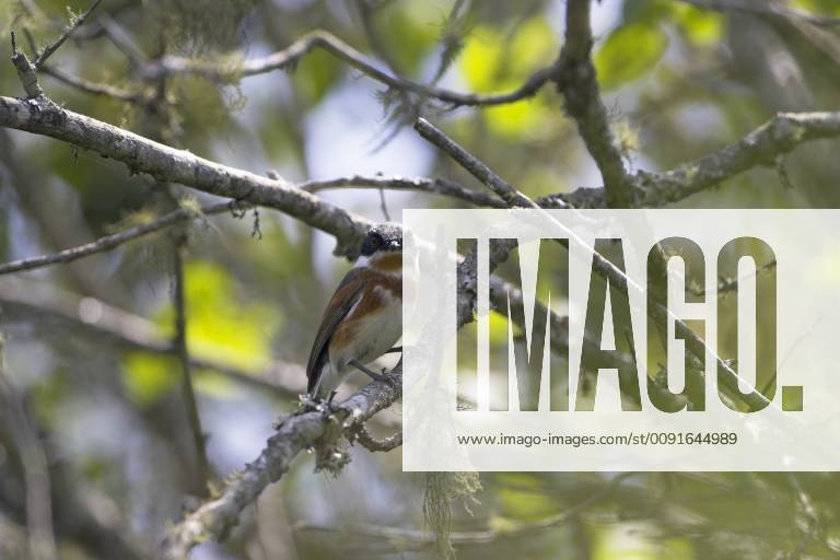 BATIS CAPENSIS Cape batis {Batis capensis} female perched, Misty ...