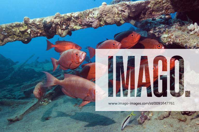 PRIACANTHUS HAMRUR Bigeye Goggleeye fish (Priacanthus hamrur) shoal on wreck, Egypt, Red Sea Y