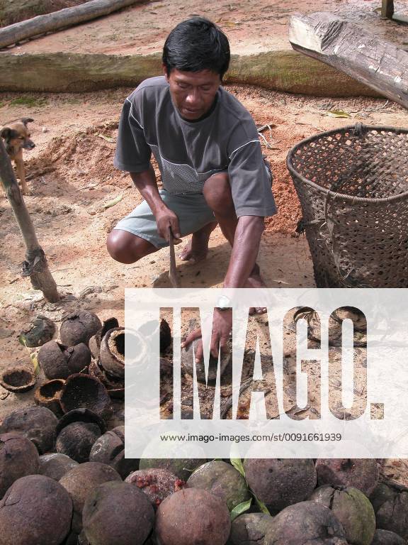 BERTHOLLETIA EXCELSA Man harvesting Brazil nuts (Bertholletia excelsa ...