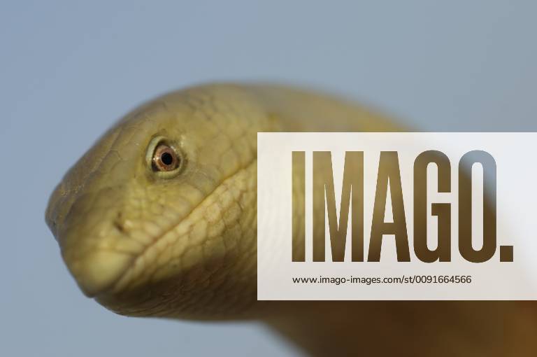 OPHISAURUS APODUS Head Portrait Of European Glass Legless Lizard ...