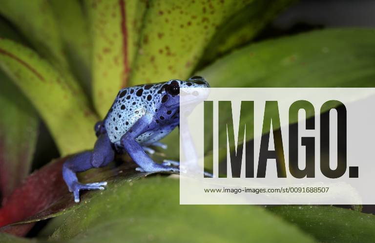 DENDROBATES AZUREUS Cobalt blue poison dart frog (Dendrobates azureus ...