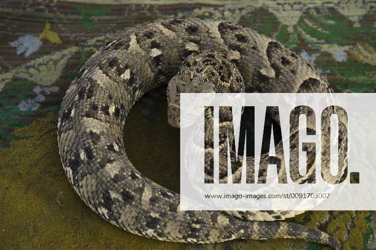 BITIS ARIETANS Snake charmer s African puffadder (Bitis arietans