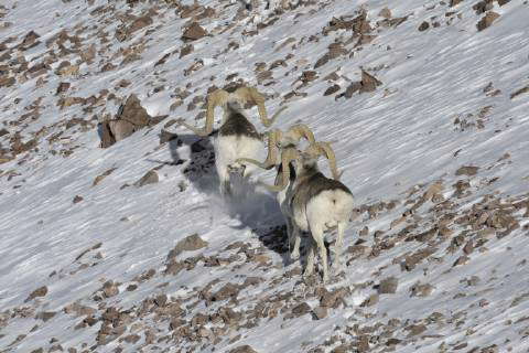 OVIS AMMON POLII Three Marco Polo Sheep (Ovis ammon polii) in snow ...