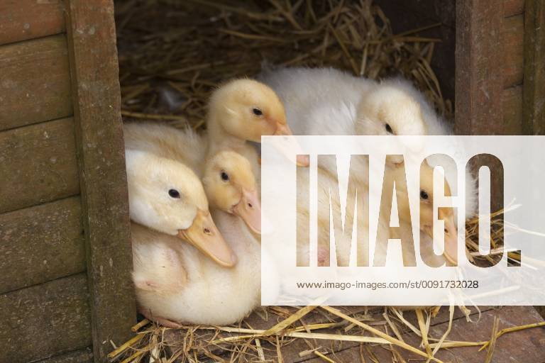 DUCKS (DOMESTIC) Ducklings (Anas platyrhynchos) resting in poultry