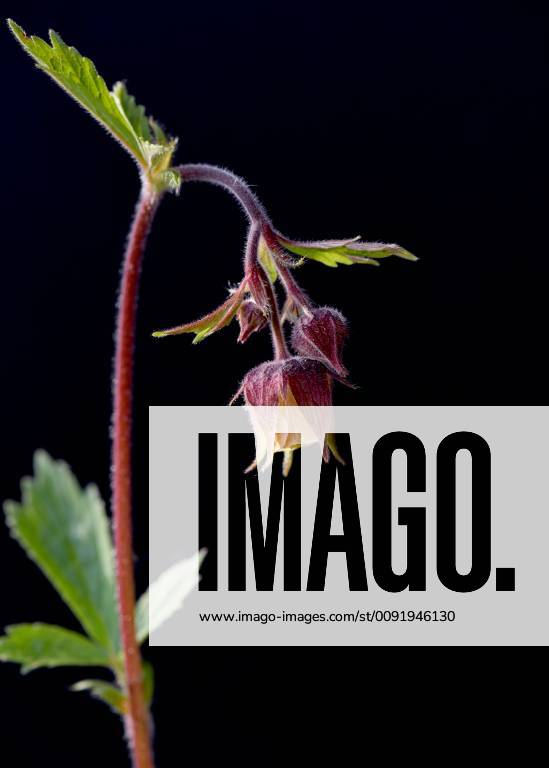 Carnation root, Geum, rivale Brook root, geum