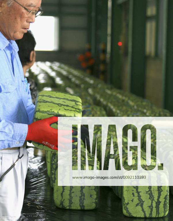 Cube-shaped watermelon in western Japan Workers prepare to ship cube ...