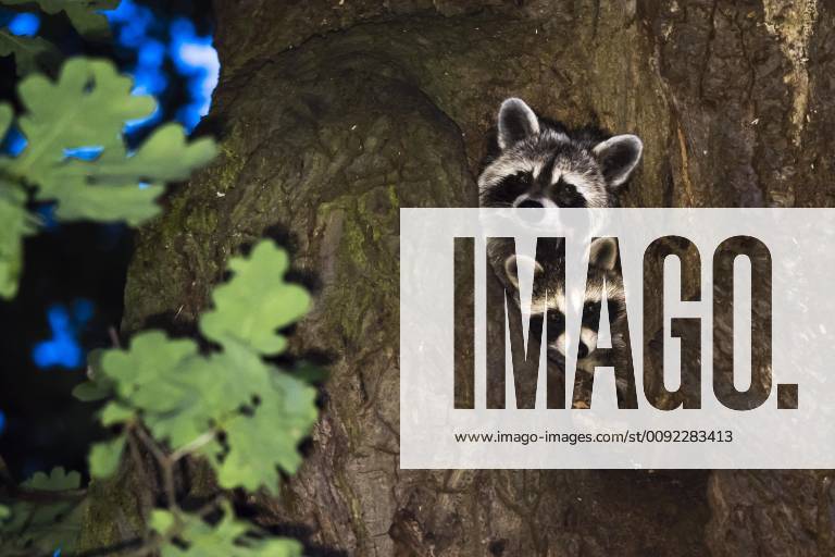 Two raccoons Procyon lotor , Fawn with young animal, looking out of ...