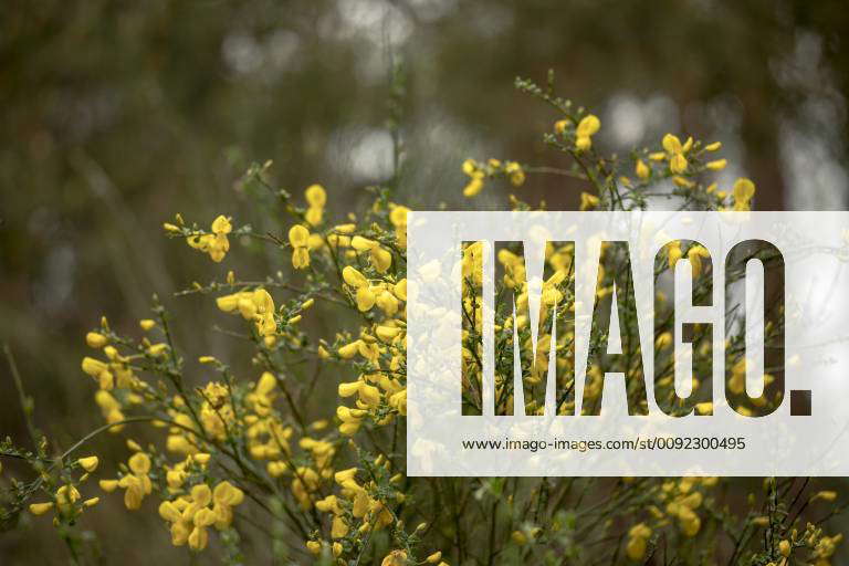 flowering broom shrub,Genista blooming broom shrub,Genista blooming