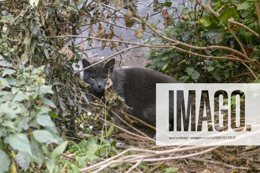 Portrait of a Cats MEXICO CITY, MEXICO JANUARY 18 portrait of a cat