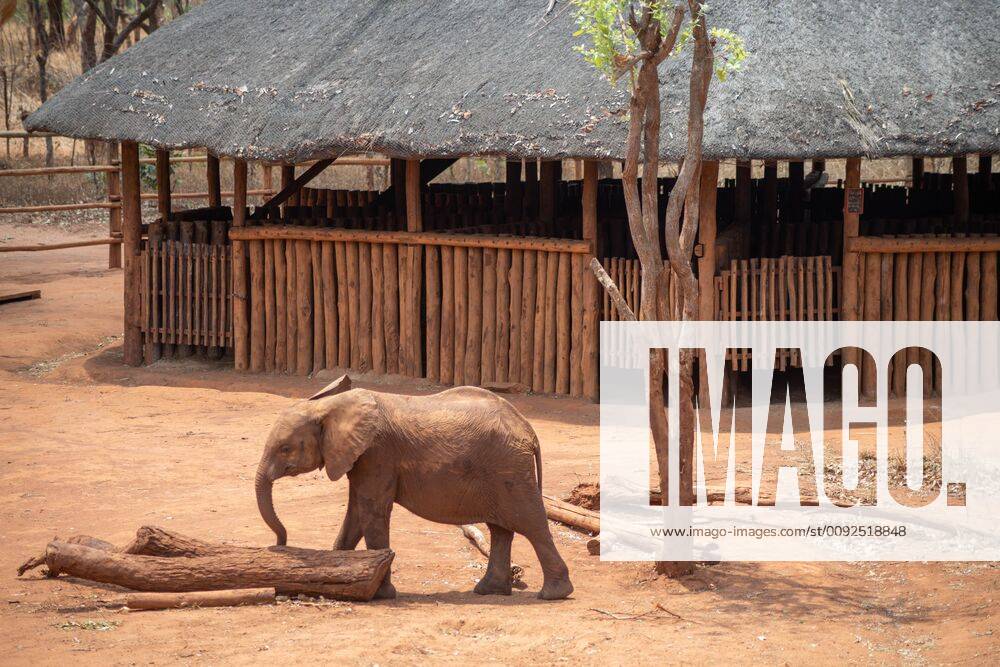 October 4, 2018, Lusaka, Zambia Elephant at Lilayi elephant nursery