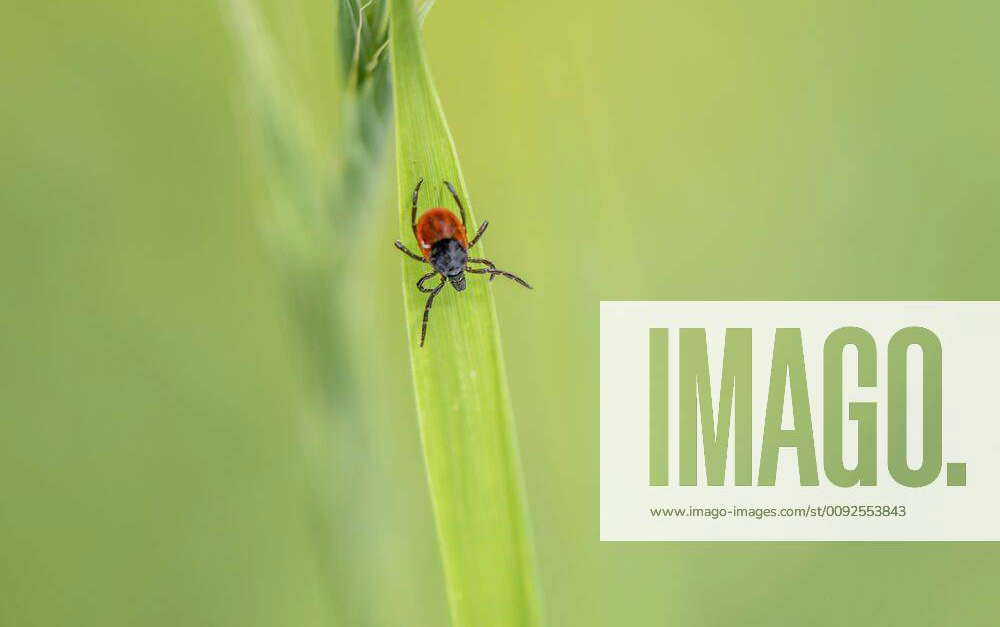 Female tick, Common woodbuck Ixodes ricinus lurks on a blade of grass ...