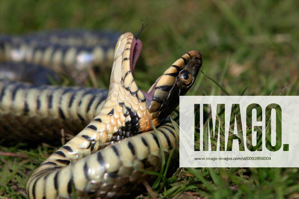 Grass Snake Playing Dead / Ringelnatter stellt sich tot 