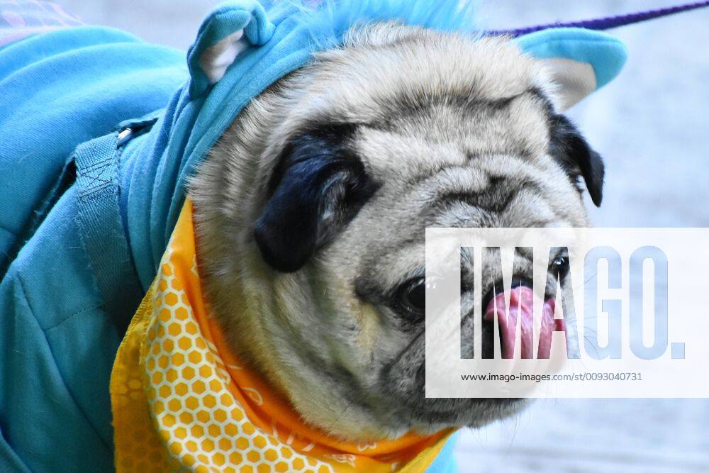 Pug dressed up 2024 as a unicorn