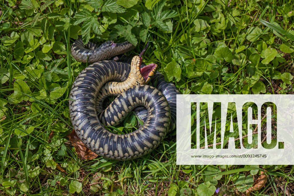 Grass Snake Playing Dead / Ringelnatter stellt sich tot 