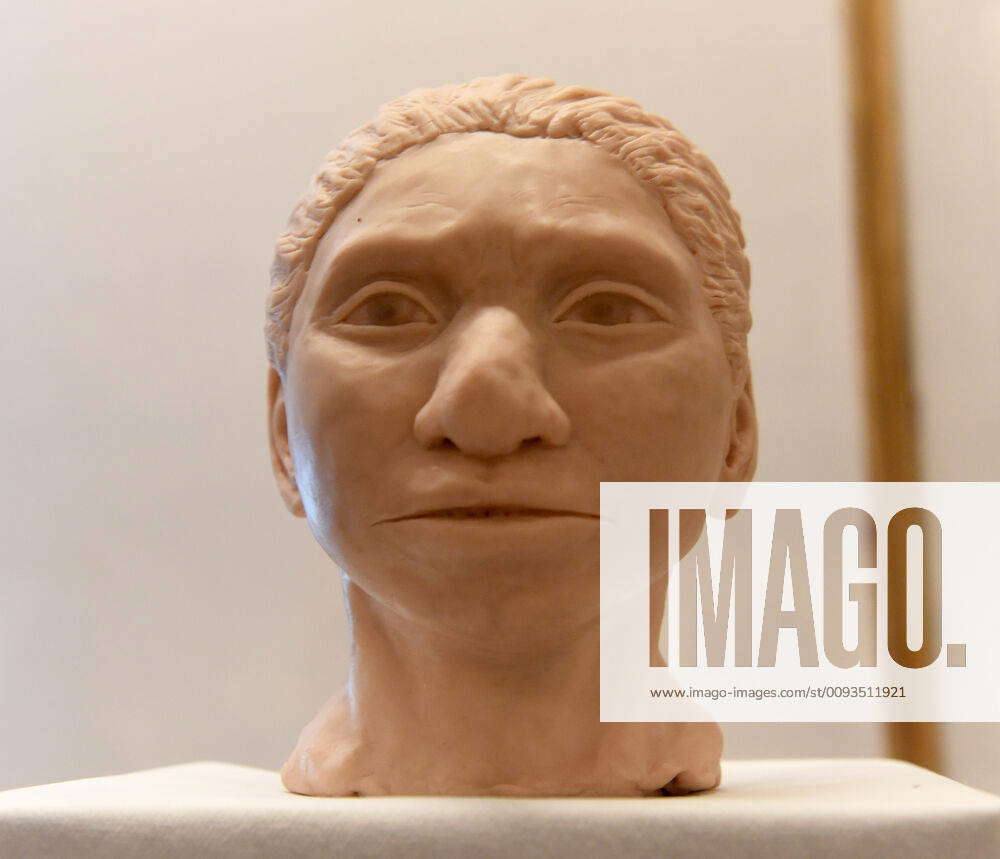 A close-up of the 3D printed reconstruction of a female Denisovan ...