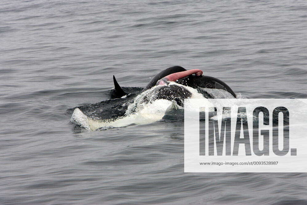 Killer whale Orca - mating pair; the male rolls upwards but the female ...