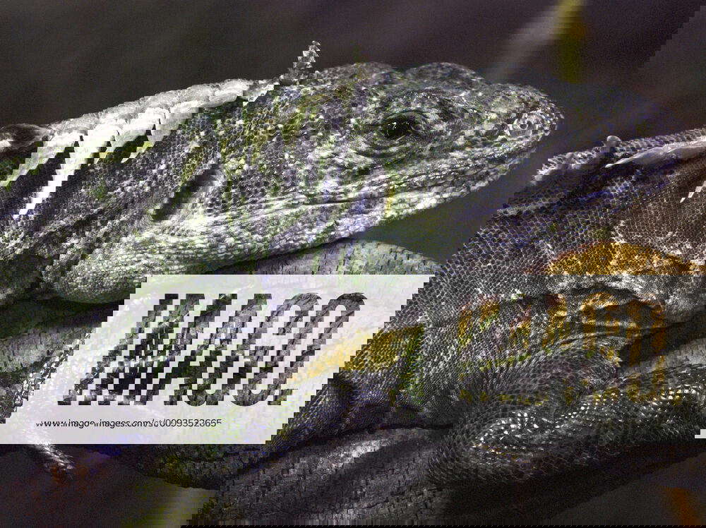 Utilan Spiny Tailed Iguana (Ctenosaura bakeri). Utila Island, Honduras