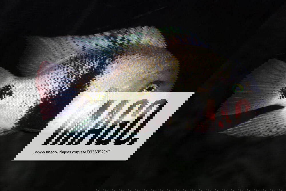 Black Belt Cichlid - freshwaters (Vieja macullicauda). Central America