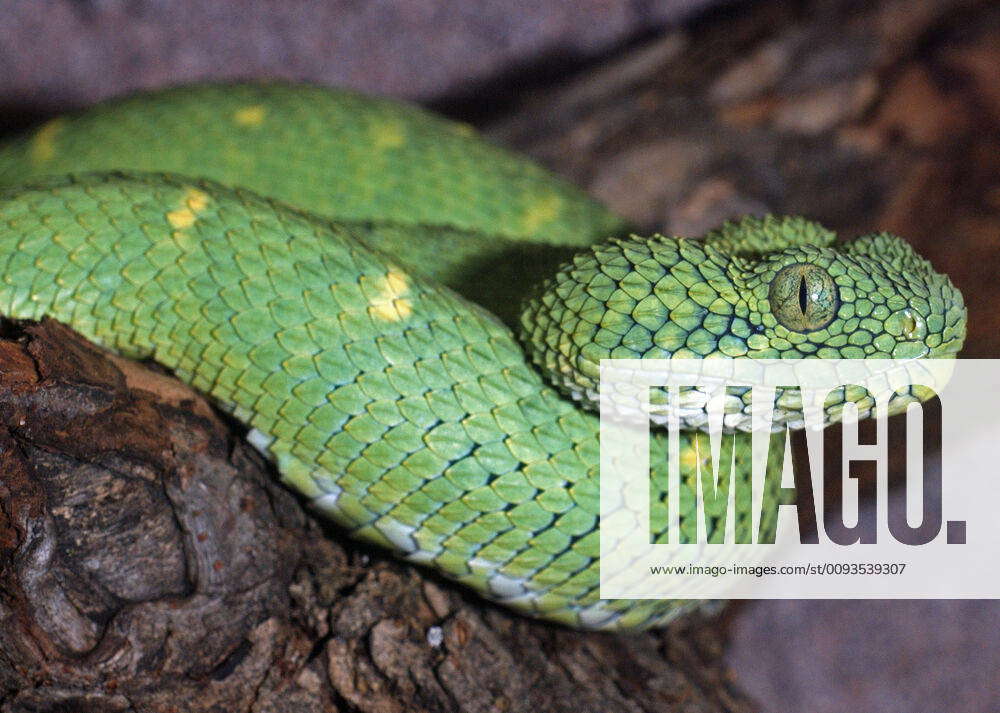 Green Bush Viper (Atheris chlorechis). Forests of West Africa. venomous