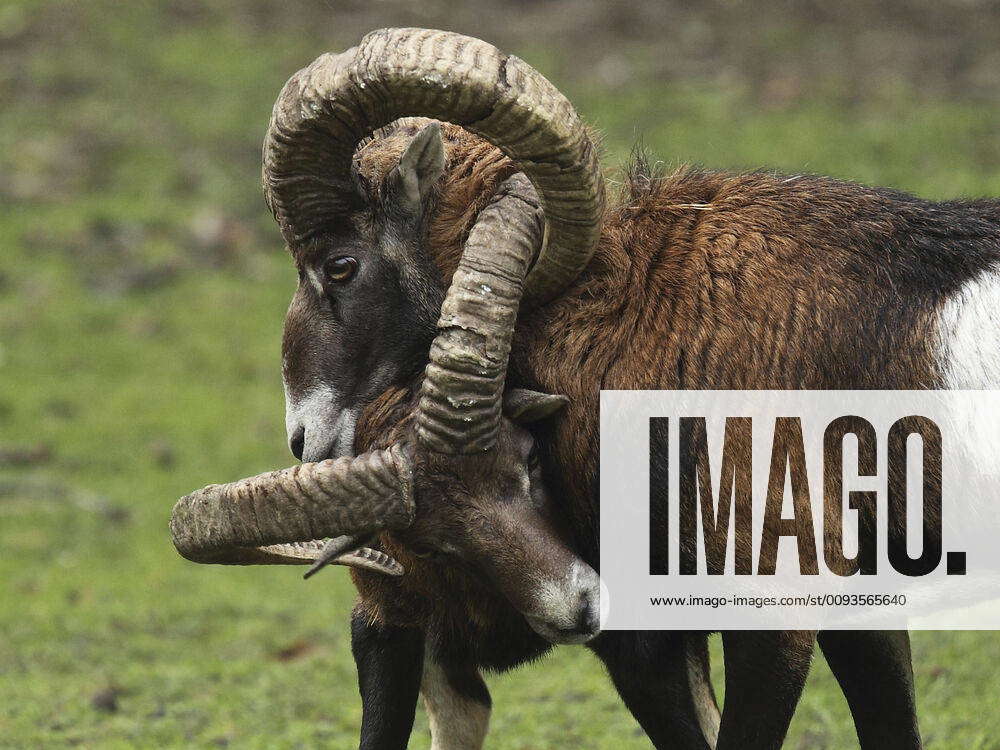 Rams Fighting