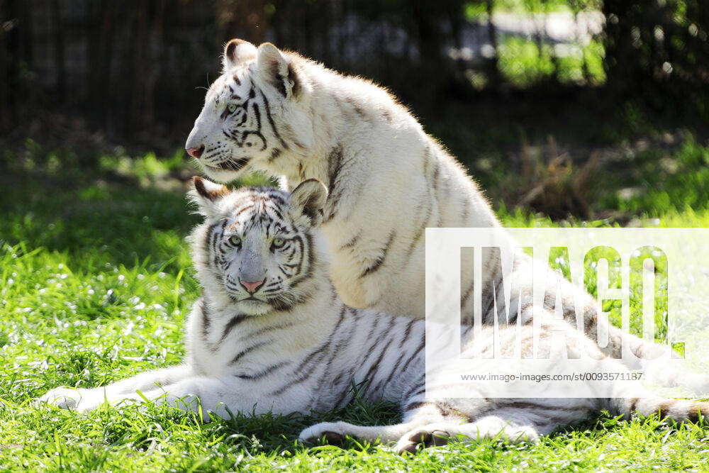 White Bengal Tiger - Creation Kingdom Zoo