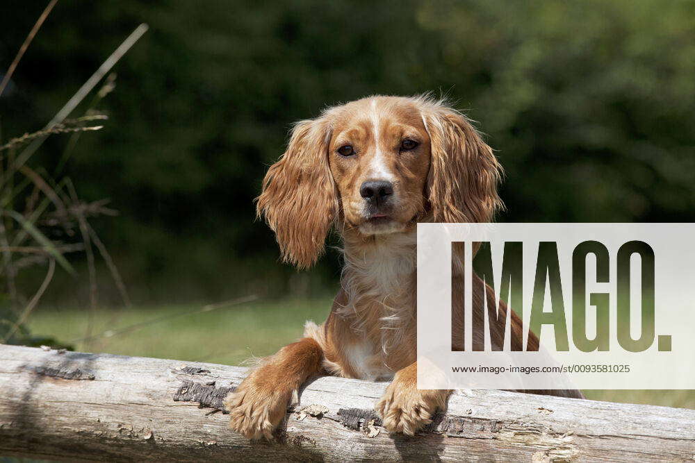 Golden cheap springer spaniel