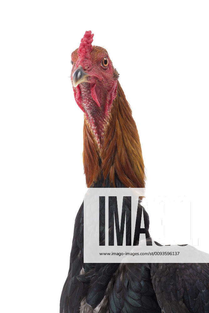 Combattant du Palatinat Golden Salmon Chicken Cockerel Rooster
