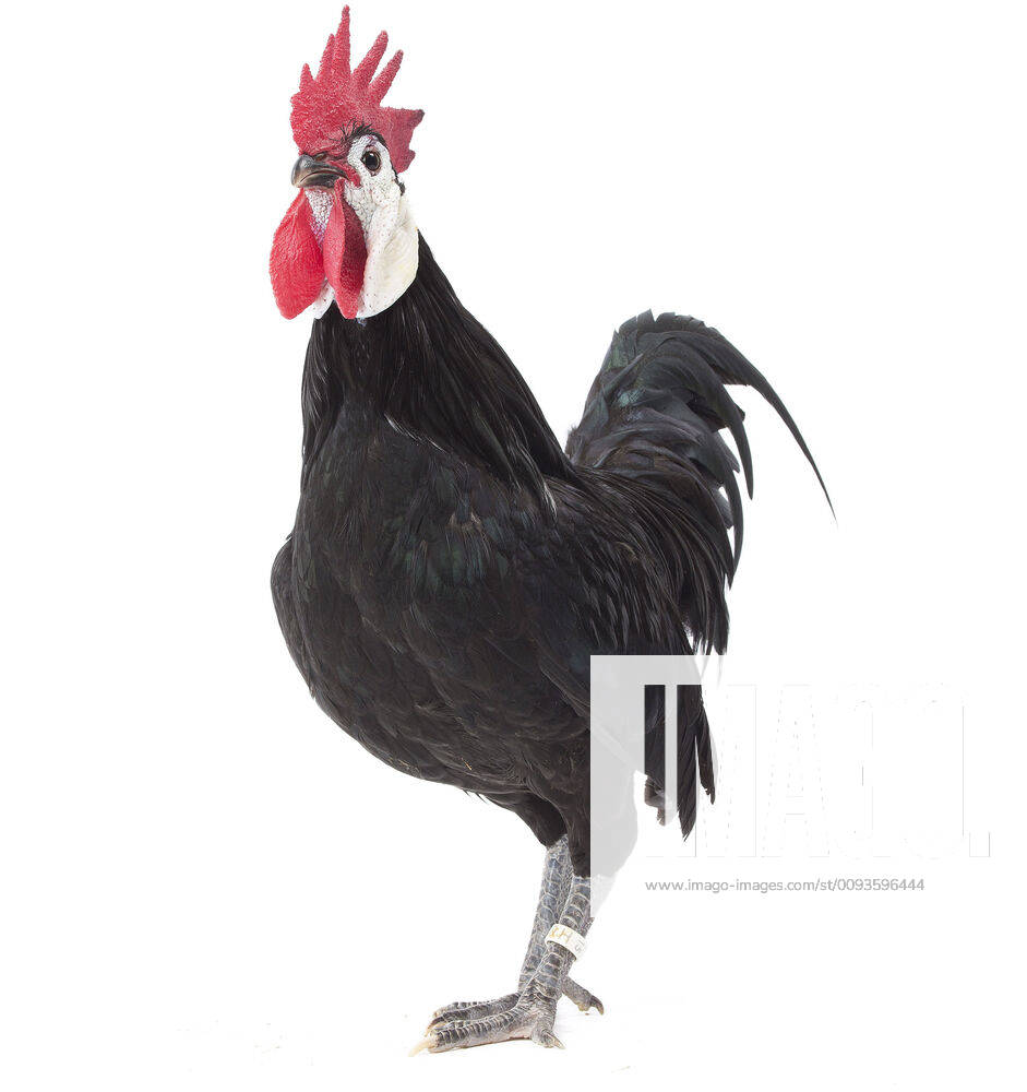 White Faced Black Spanish Chicken Cockerel Rooster   M 