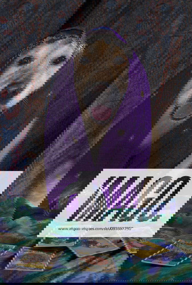 Dog Golden Retriever dressed as a fortune teller with crystal ball