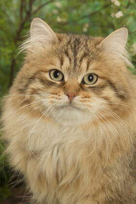 Golden tabby siberian sales cat