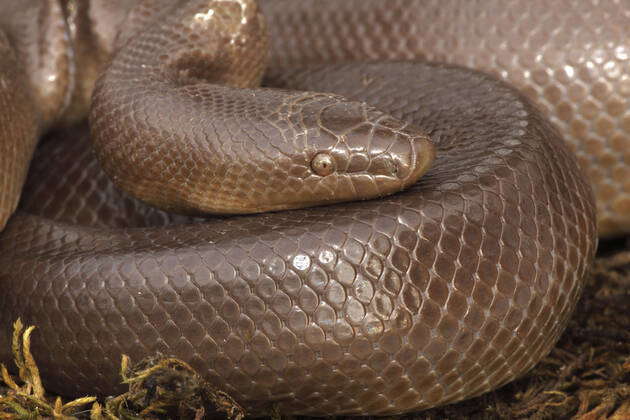 Rubber Boa (Charina bottae). Oregon - USA. Distribution: Washington ...